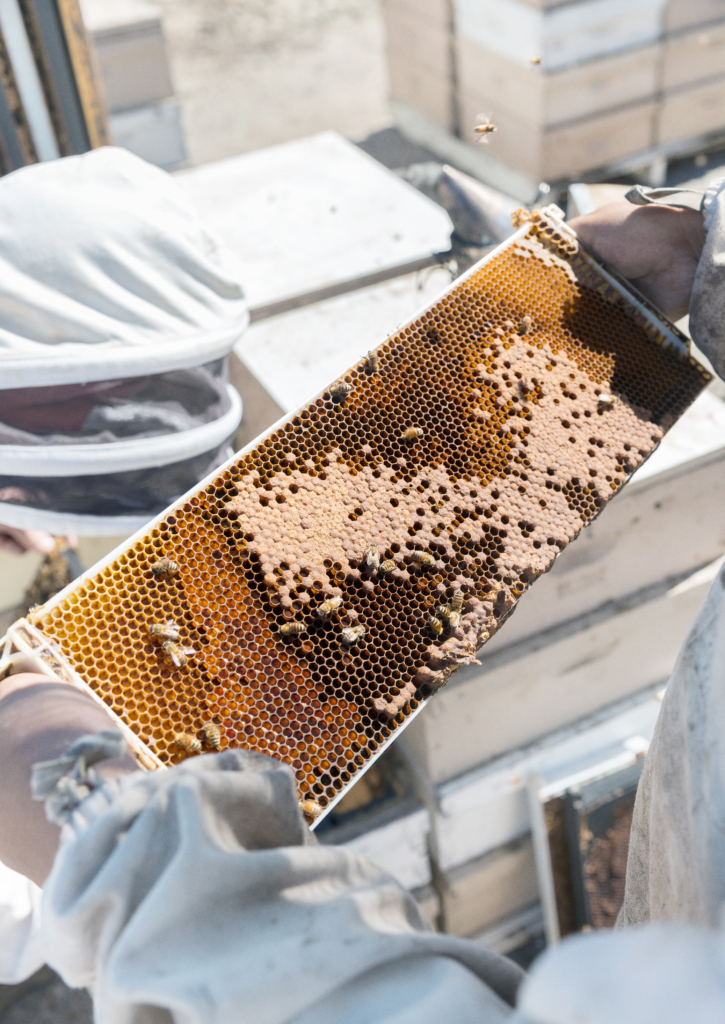Imker mit Bienenwabe in den Händen