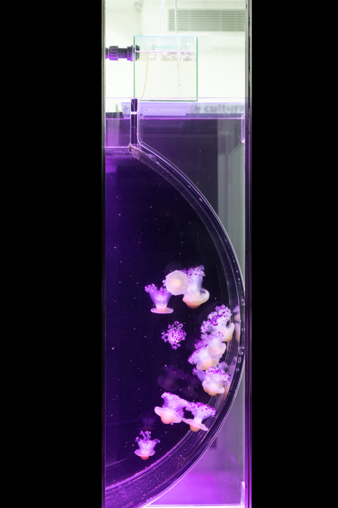 Reportage für das Terra Mater Magazin zum Thema Mikroplastik: Im Laboratoire d’Océanographie Microbienne in Banyuls-sur-Mer wird an plastikfressenden Mikroorganismen im Meer geforscht.