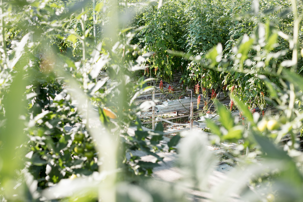 REWE Regional Testimonial Kampagne. Regionale Lieferanten und Landwirte mit ihren Produkten vor Ort, wo die Produkte herkommen