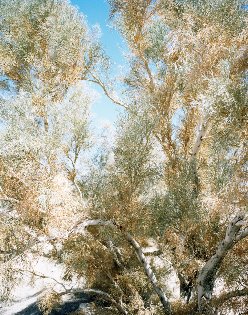 Images of the High Desert region of the Mojave and some extraordinary people who live there